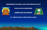UNIVERSIDAD NACIONAL SAN LUIS GONZAGA DE ICA FACULTAD DE AGRONOMIA CEREALES DE GRANO Dr. JORGE MAGALLANES MAGALLANES.