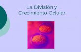 La División y Crecimiento Celular División celular – cuando una célula produce dos células hijas nuevas La división celular es …  el proceso que permite.