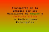 Transporte de la Energía por los Meridianos de Hígado y Vesícula Biliar e indicaciones Principales.