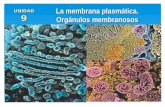 La membrana plasmática. Orgánulos membranosos UNIDAD9UNIDAD9.