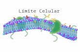 Límite Celular. ¿Qué entiendes por límite? Membrana Celular: Bicapa lipídica Las células que constituyen los tejidos están íntimamente relacionadas,