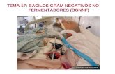 TEMA 17: BACILOS GRAM NEGATIVOS NO FERMENTADORES (BGNNF)
