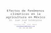 Efectos de fenómenos climáticos en la agricultura en México Dr. Juan José Valdespino A. Consultor FIRA, IFAES, MABIOC jjvaldespino@hotmail.com Tel. 434.