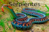 Serpientes. Datos La palabra serpiente viene del latín serpens y esta de serpere. Las serpientes (u ofidios) son reptiles con cuerpo largo y cubierto.