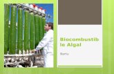 Biocombustible Algal Bartu. ¿Que es el biocombustible algal?  Cultivo masivo de algas  Biocombustible extraído de las plantas  Utilizado para energía.