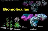 Biomoléculas. niveles de organización de la materia.