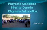 Proyecto Científico  Morito Común  Plegadis Falcinellus