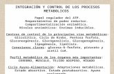 INTEGRACIÓN Y CONTROL DE LOS PROCESOS METABOLICOS  Papel regulador del ATP.