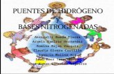 PUENTES DE HIDRÓGENO y BASES NITROGENADAS