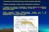 Sub- phylum  CRUSTACEA (unas 30,000 especies descritas)