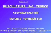 MUSCULATURA del TRONCO SISTEMATIZACIÓN ESTUDIO TOPOGRÁFICO