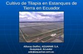 Cultivo de Tilapia en Estanques de Tierra en Ecuador