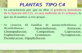 PLANTAS  TIPO C4