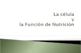 La célula y  la Función de Nutrición