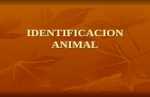 IDENTIFICACION ANIMAL