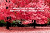 LARINGOSCOPIA/ESTROBOSCOPIO ANATOMÍA Y FISIOLOGÍA DE LARINGE