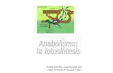 Anabolismo: la fotosíntesis