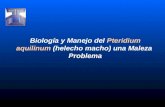 Biología y Manejo del  Pteridium aquilinum  (helecho macho) una Maleza  Problema