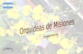 Orquideas de Misiones