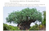 Un misterioso arbol en  El Zauzalito,(Chaco)