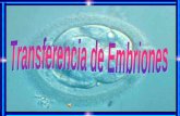 Transferencia de Embriones