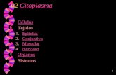 02  Citoplasma