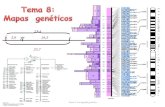 Tema 8:  Mapas  genéticos