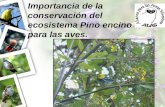 Importancia de la conservación del ecosistema Pino encino para las aves.