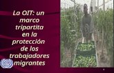 La OIT: un  marco tripartita en la protección  de los trabajadores migrantes