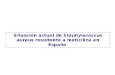Situación actual de  Staphylococcus aureus  resistente a meticilina en España