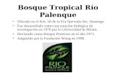 Bosque Tropical Río Palenque