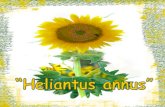 “ Heliantus annus ”