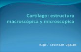 Cartílago: estructura macroscópica y microscopica
