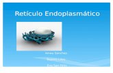 Retículo Endoplasmático
