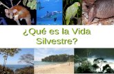 ¿Qué es la Vida Silvestre?