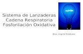 Sistema de Lanzaderas Cadena Respiratoria Fosforilación Oxidativa