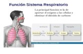 Función Sistema Respiratorio