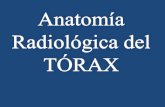 Anatomía Radiológica del TÓRAX