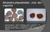 Nicandra physaloides-  Jo-de-capote