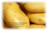 LA PAPA  Solanum tuberosum JOSE NICOLAS ACEVEDO  AGROMICROBIOLOGIA  UDES