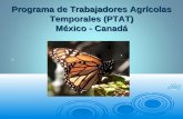 Programa de Trabajadores Agrícolas Temporales (PTAT) México - Canadá