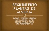 SEGUIMIENTO PLANTAS DE ALVERJA