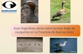 Aves Argentinas alerta sobre la caza ilegal de cauquenes en la Provincia de Buenos Aires