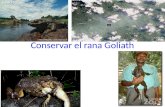 Conservar el rana Goliath