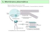 1. Membrana plasmática