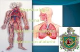 Biopsicología Tema: Aparato circulatorio Sistema circulatorio