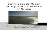 Certificación del Ostión como producto ORGÁNICO en  Sonora