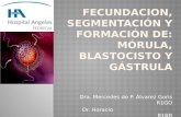 FECUNDACION, Segmentación y formación de: mórula, blastocisto y gástrula