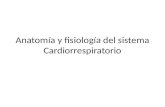 Anatomía y fisiología del sistema  Cardiorrespiratorio