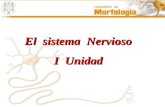 El  sistema  Nervioso I  Unidad